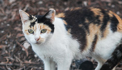 Operation CatSnip - TNR