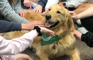 TheraPets Training Workshop May 2025