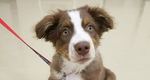 Puppy Kindergarten