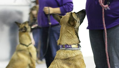 Dog Training & Classes