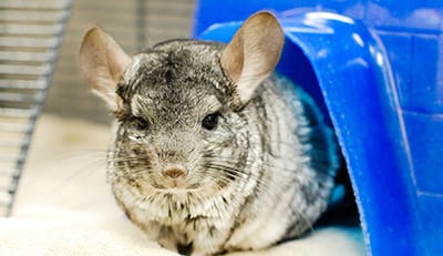 Chinchillas