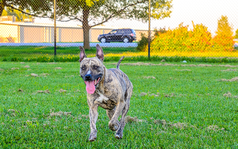Bailey's Bark Park