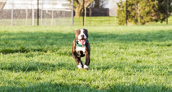 Bailey's Bark Park