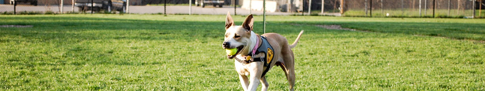 Bailey's Bark Park