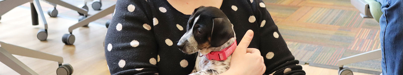 Puppy Picnic at ARL