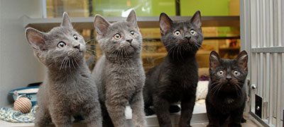 Spay/Neuter