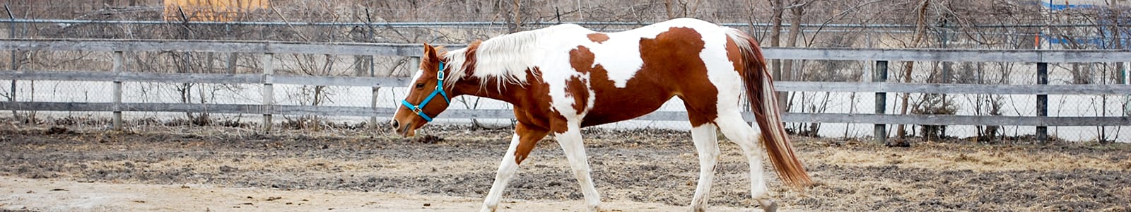 Second Chance Ranch