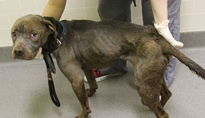 Humane Action Network