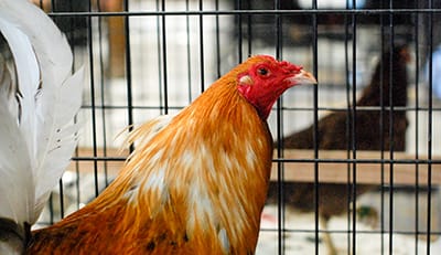 Cruelty Intervention