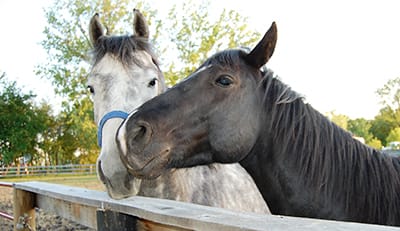 Second Chance Ranch