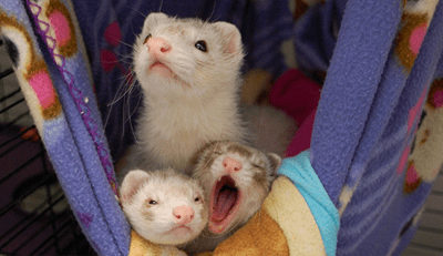 Ferrets