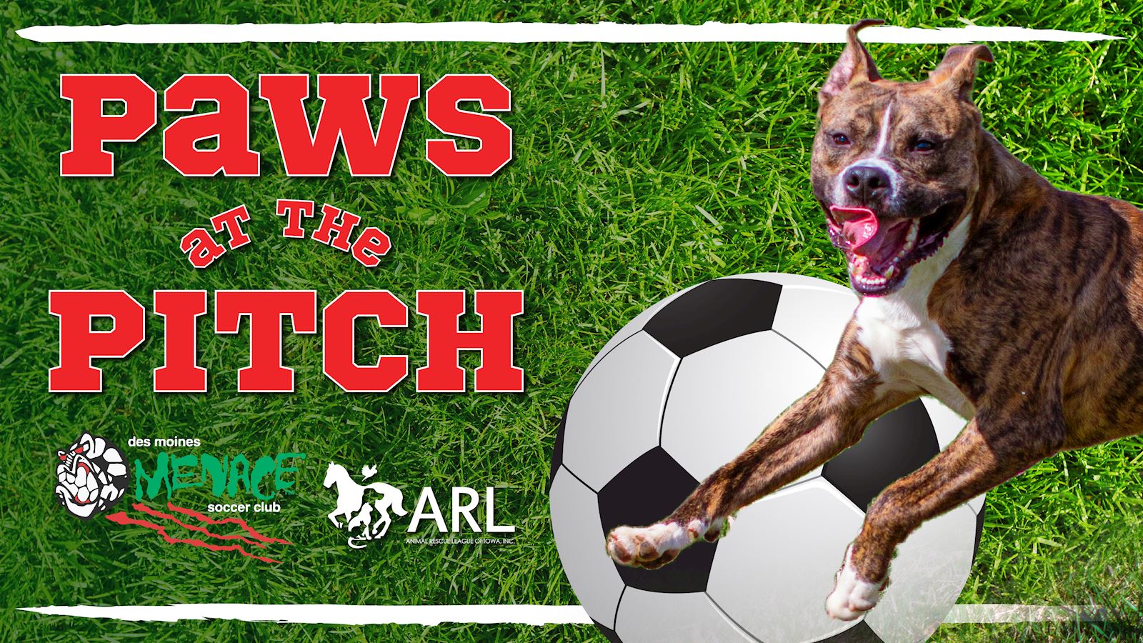 Paws at the Pitch
