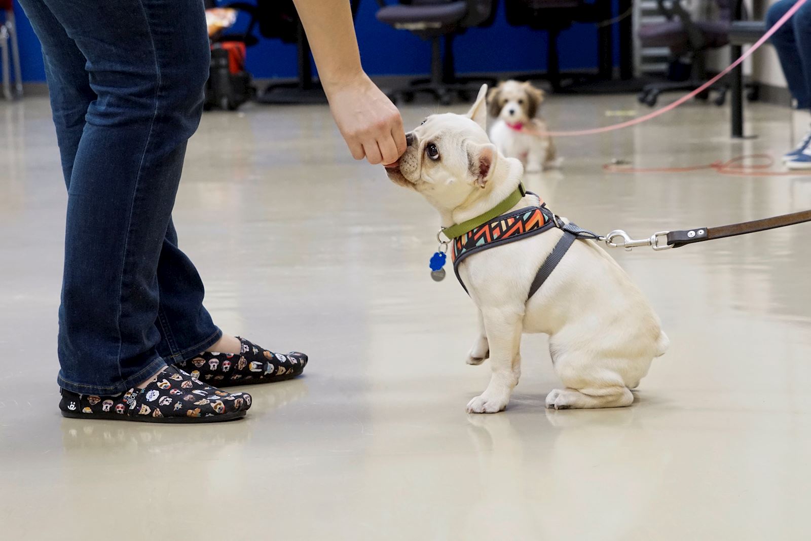 Trainer giving dog a treat reward