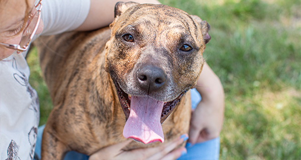 Reuniting Lost Pets