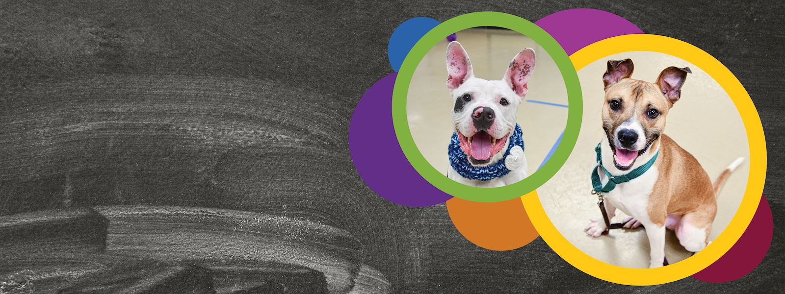 Animal Rescue League of Iowa, Inc. Animal Rescue League of Iowa, Inc.