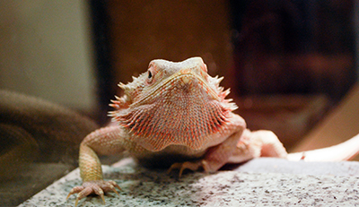 Bearded Dragons