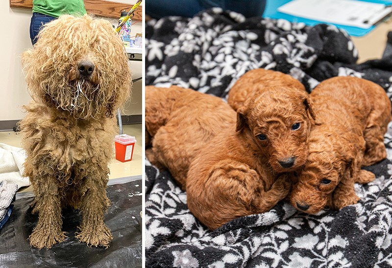 0926_boone co. doodles puppies