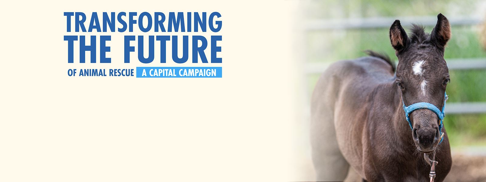 Capital Campaign