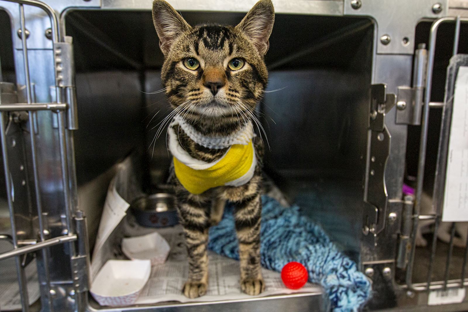 Simon in kennel