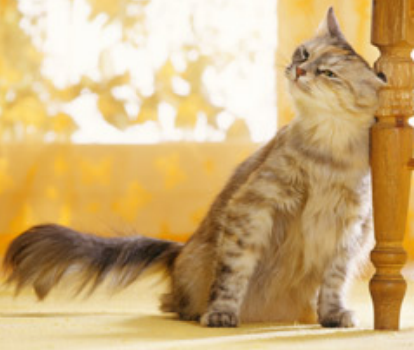 cat rubbing head on table leg