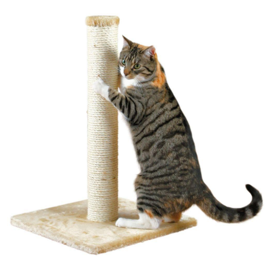 cat scratching on scratching post