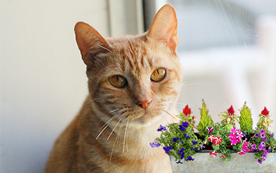 cat and planter