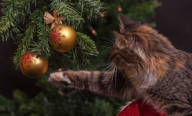 christmas tree cat