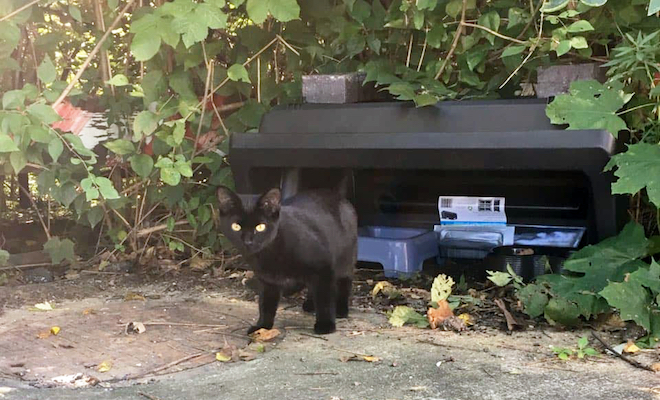 community cat feeding station