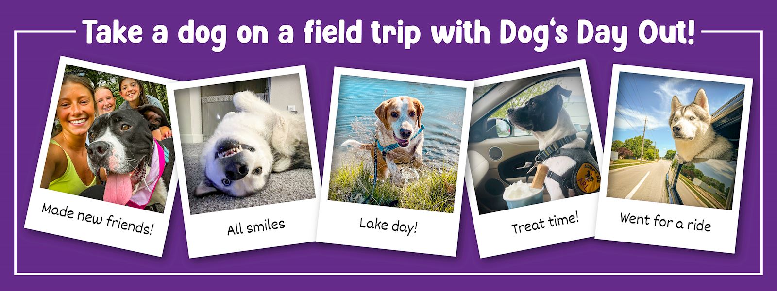 Dog's Day Out