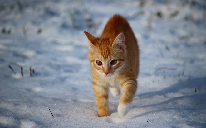 feral cat winter