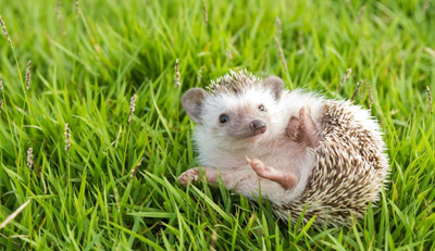 Hedgehogs