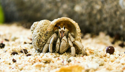 Hermit Crabs