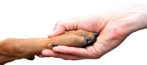 ARL joins global network promoting human-animal bond