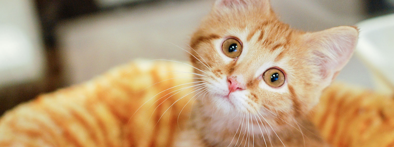 Animal Rescue League of Iowa, Inc.