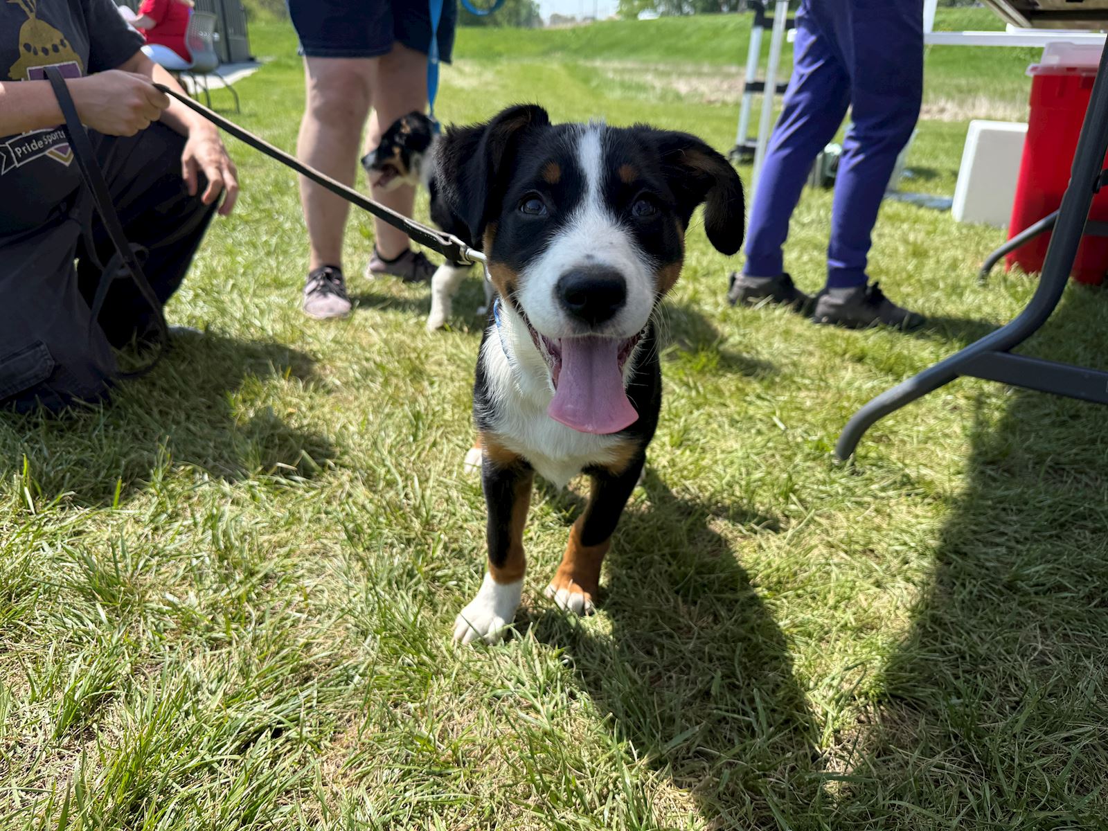 Keeping Canines Safe from Parvovirus