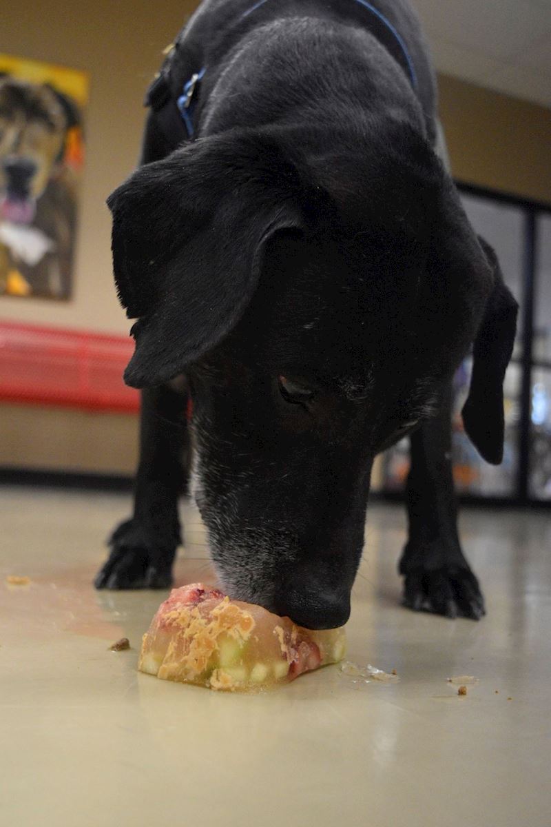 pup eating pupsicle 