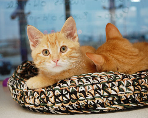 Knitten for Kittens