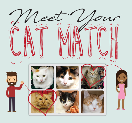 Meet Your Cat Match