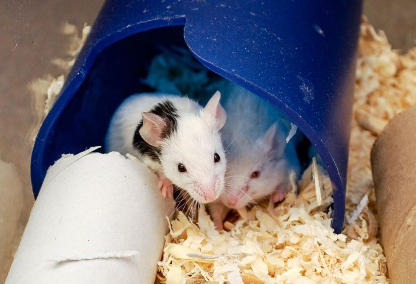 Mice | Animal Rescue League of Iowa