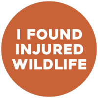 I found injured wildlife