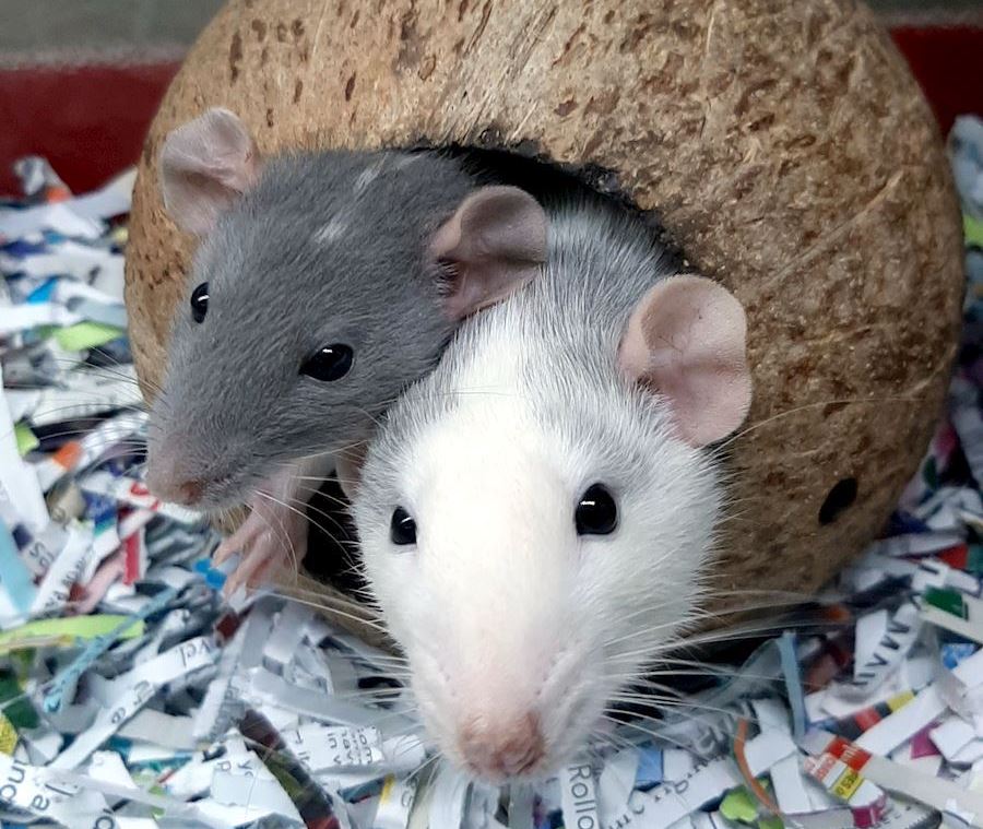 Keeping Pet Rats Together - Introducing Rats