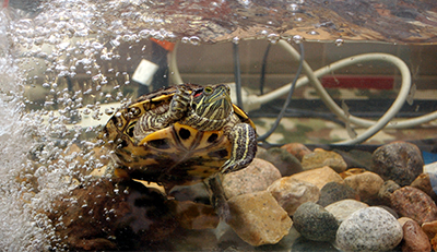 Red-Eared Sliders