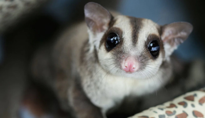 Sugar Gliders