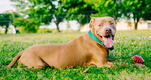 Prong Collars, E-Collars, and Choke Chains, OH MY!