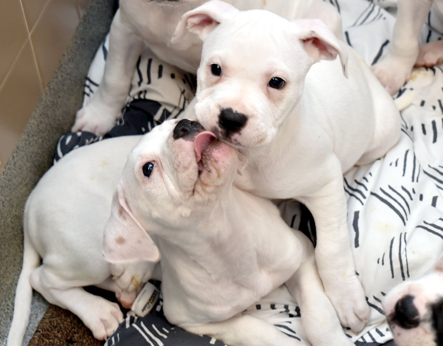 Puppies